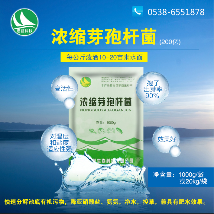 芽孢杆菌湛蓝