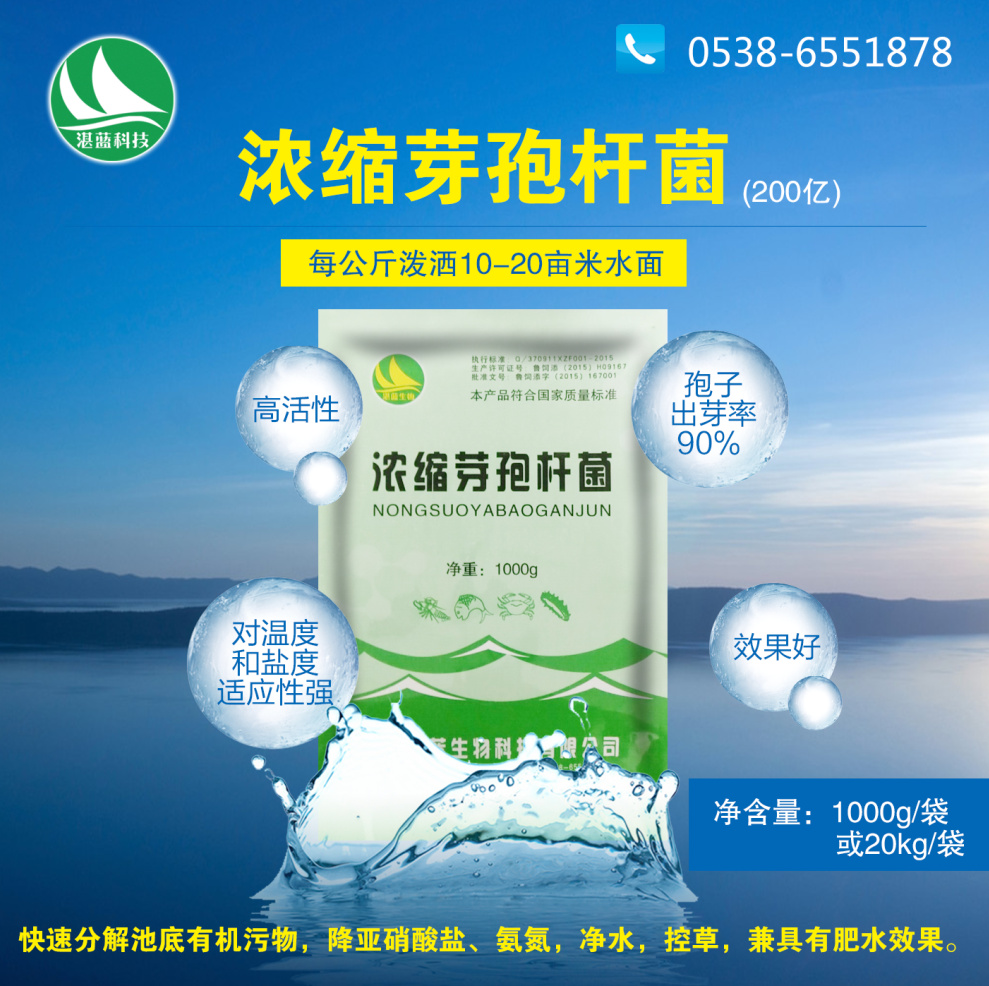 浓缩芽孢菌杆