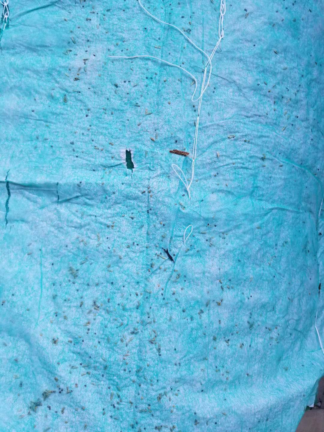 ������Ҭ˿̺